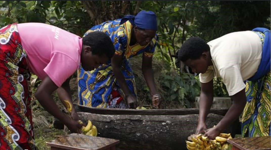 Banana and Sorghum Beer Making