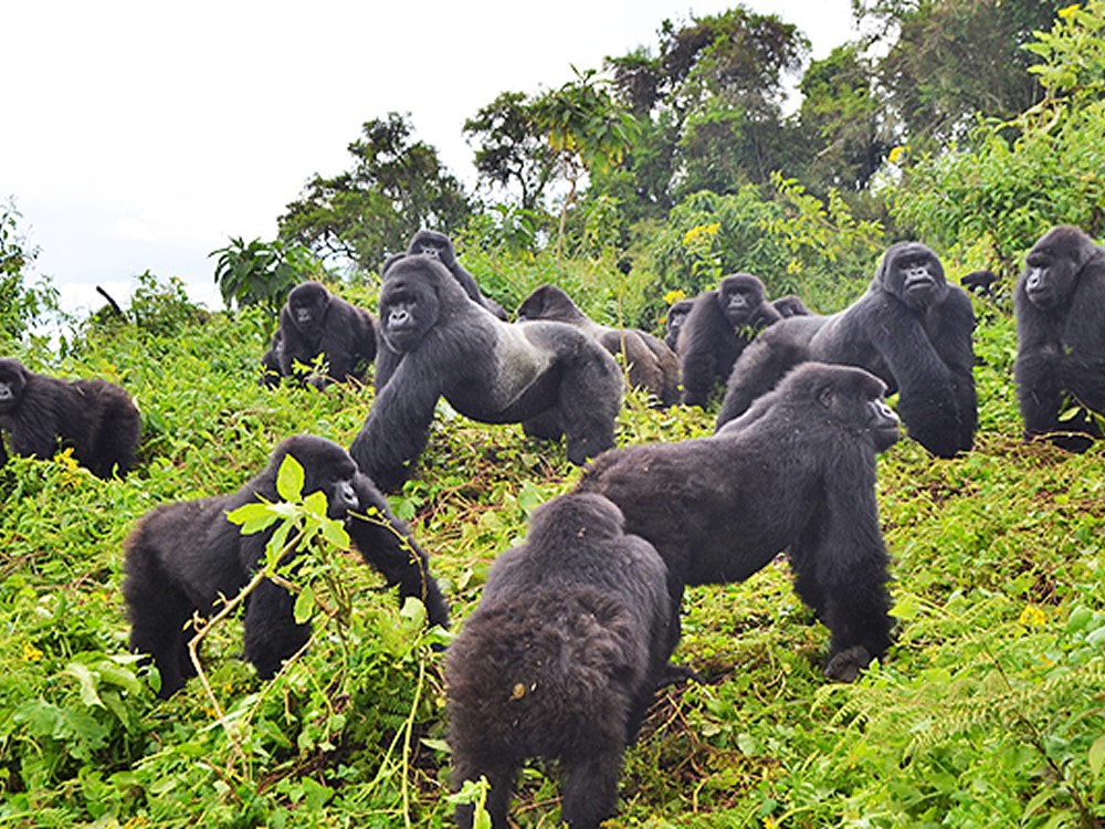 1-Day Gorilla Trekking Rwanda Safari