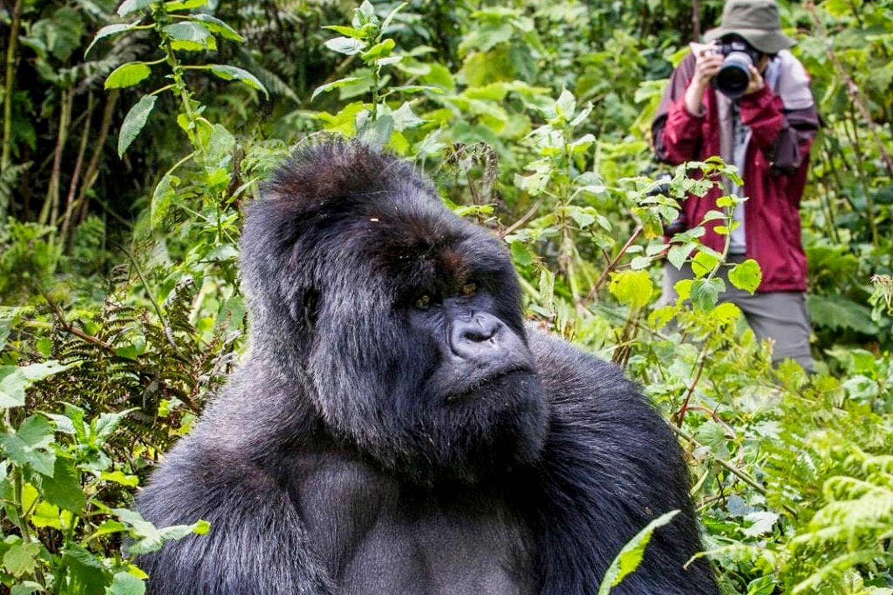 2 Days Gorilla and Golden Monkey Trekking Experience