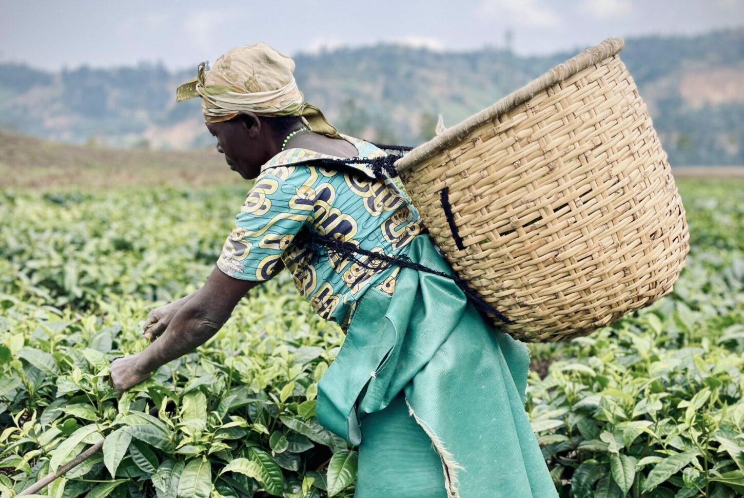 Pfunda Tea Tour